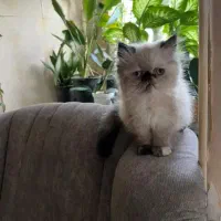 گربه هیمالین|گربه|نوشهر, |دیوار