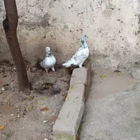 دوتا کبوتر فروشی