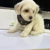 پیچون فریز|سگ|اسالم, |دیوار