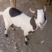 گتاج سه قلو زا