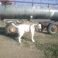 یک قلاده سگ الابای نر|سگ|گرگان, |دیوار