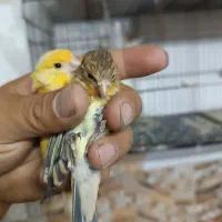 قناری آماده جفتی سهره