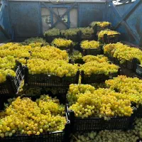 نهال انگور ایرانی و خارجی موجود است|خدمات باغبانی و درختکاری|قوچان, |دیوار