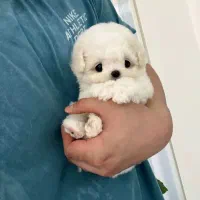 سگ نژاد مالتیز پودل