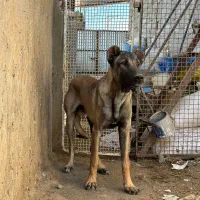 توله سرابی|سگ|قره چای, |دیوار