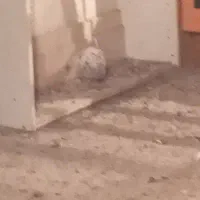 کبوتر فروشی