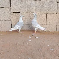 شامی،الماسی،طاووسی