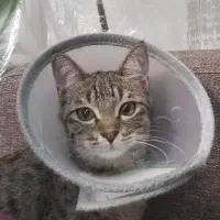 بچه گربه باهوش تمایل به همراهی با آدم ها|گربه|ارومیه, |دیوار