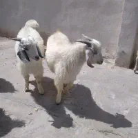 کره نر سبک