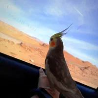 عروس هلندی فول دستی