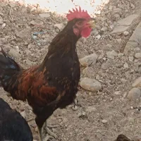 مرغ|حیوانات مزرعه|جم, |دیوار