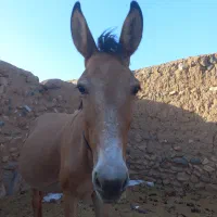 قاطرفروشی