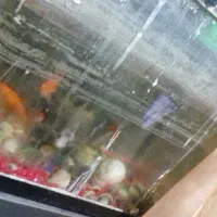 آکواریوم شیشه خم