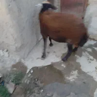 قوچ اصیل‌ قزل افشار