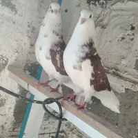 دوجفت کفتر پرشی ساعت سنگین