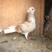 دوتاگرگی دوتاشازده