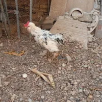 خروس خانگی