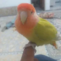 فروش برزیلی نر|پرنده|مریوان, |دیوار