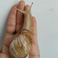 حلزون  مولد