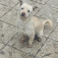 سگ پا کوتاه سفید نر