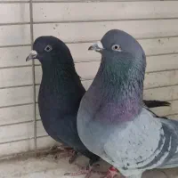 ۷جفت کفتر بی نظیر همچی تموم|پرنده|سیرجان, |دیوار