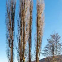 خریدار انواع چوب توباغ و صنوبر وانجیر