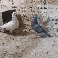 جفت ساروقره پولکی