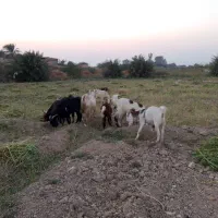 بز ۸ عدد|حیوانات مزرعه|حمیدیه, |دیوار