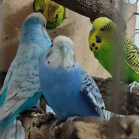 مرغ عشق+تخم