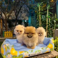 مهد پامرانین اسدی پت