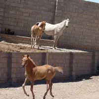 کره نریان پنج نشان ۷ماه  یورقع نیستن|اسب و تجهیزات اسب‌سواری|مه ولات, |دیوار