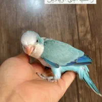 راهب|پرنده|ساری, |دیوار