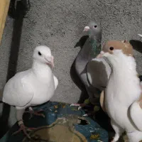 کبوتر گرفتنی|پرنده|سبزوار, قصبه غربی|دیوار