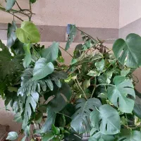 گل برگ‌انجیری و پتوس ابعاد بزرگ‌