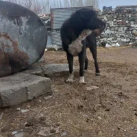 سگ گم شده|حیوانات|الیگودرز, |دیوار