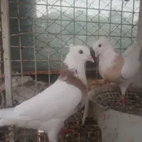سه جفت  کبوتر|پرنده|مسجد سلیمان, |دیوار