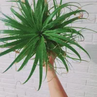 گل گیاه|گل و گیاه طبیعی|رباط‌کریم, شهرک والفجر|دیوار