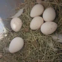 بوقلمون تخم گذار|حیوانات مزرعه|امیدیه, |دیوار