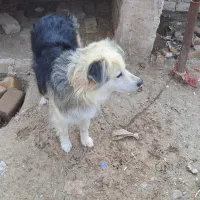سگ پاکوتاه