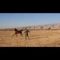 فروش فوری|حیوانات مزرعه|شیراز, محمودآباد|دیوار