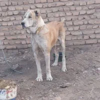 سگ گله فروشی