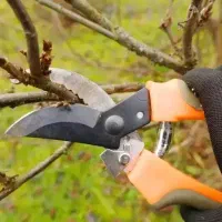 هرس باغ میوه|خدمات باغبانی و درختکاری|چهارباغ, |دیوار