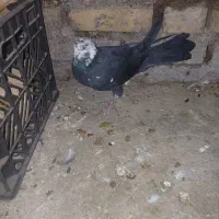 کبوتر|پرنده|ایذه, |دیوار