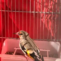 سهره ماده مست مست