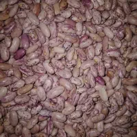 لوبیا چیتی