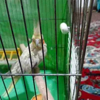عروس هلندی جفت مولد نروماده