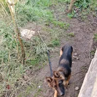 سگ ژرمن شولاین اصلی ماده|سگ|رشت, حومه رشت|دیوار