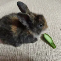 بچه خرگوش مینی لوپ بامزه ۲۰ روزه در رنگ های مختلف|موش و خرگوش|تهران, هاشمی|دیوار