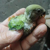 طوطی سرلاکی