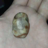 مهرهای سلیمانی زیر خاکی فعال